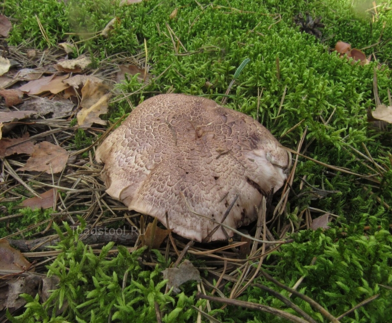 Ежовик пестрый sarcodon imbricatus