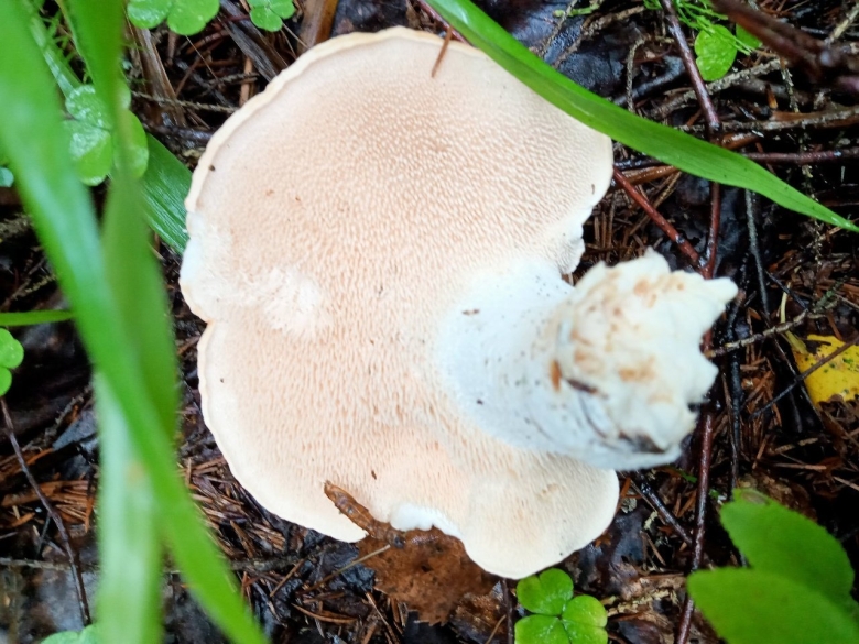 Гриб ежовик желтый