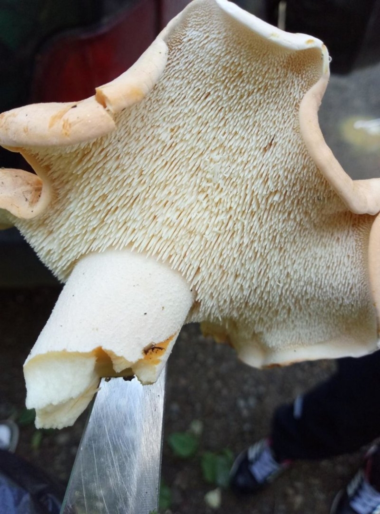 Грибы ежовик жёлтый