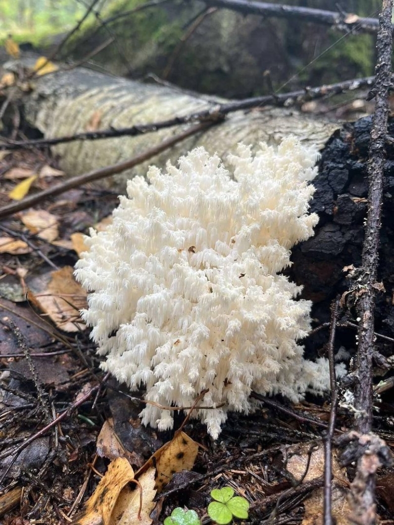 Ежовик коралловидный гриб