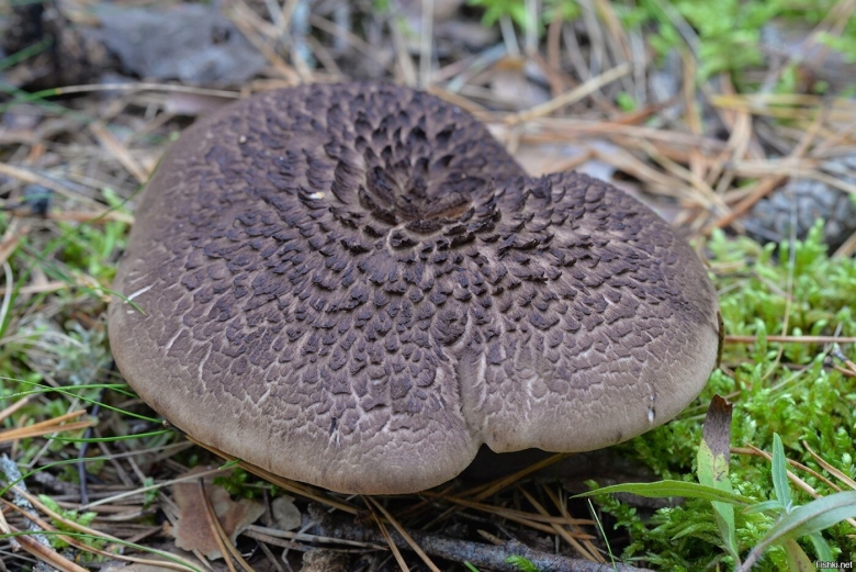 Гриб ежовик черепитчатый