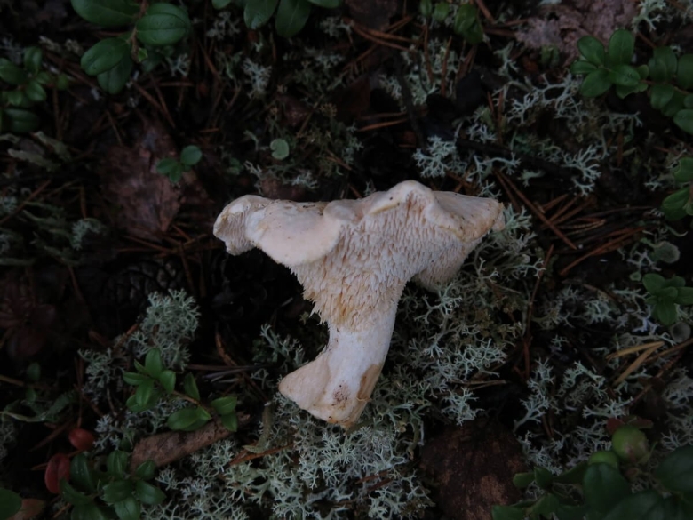 Дереворазрушающие грибы