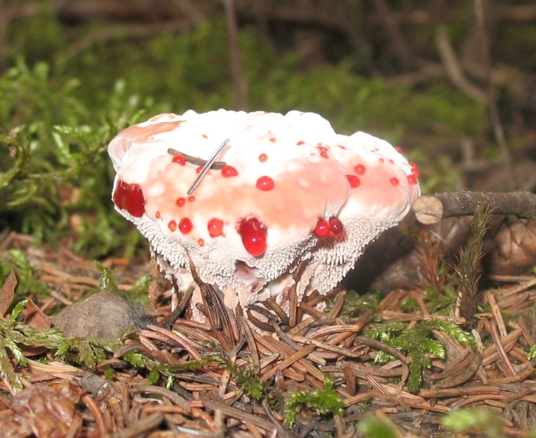 Гиднеллум пахучий