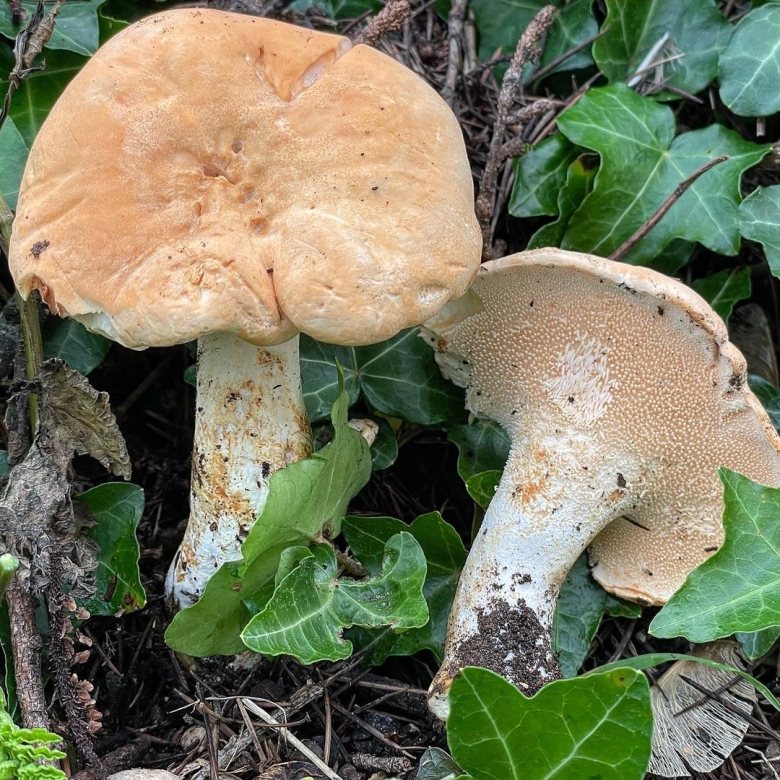 Ежовик желтый гриб