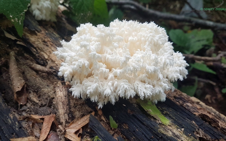 Ежовик коралловидный гериций