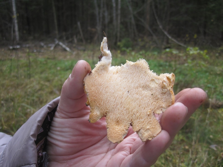 Гриб ежовик Дьявольский