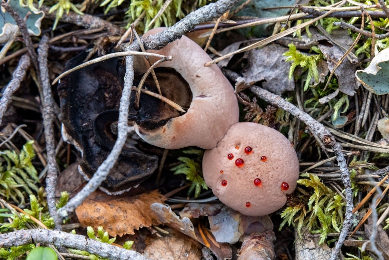 Гриб Гиднеллум Кровавый зуб