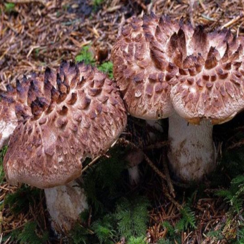 Ежовик пестрый гриб съедобный