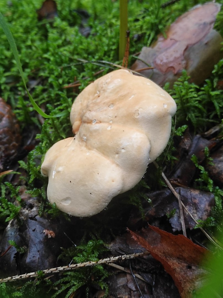 Желтые ежовики грибы