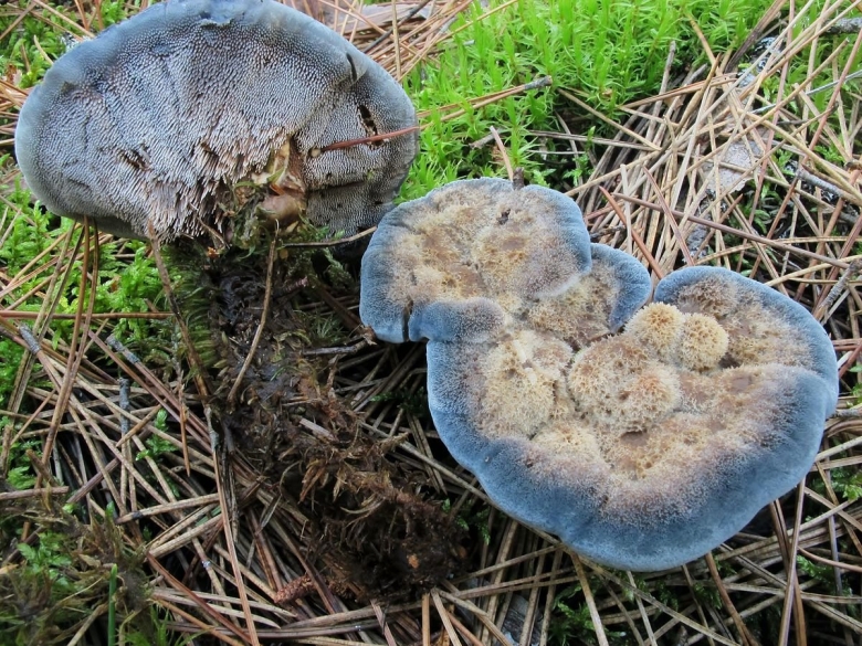 Hydnellum caeruleum Гиднеллум голубой