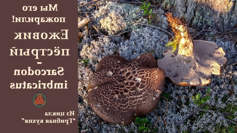 Гриб саркодон чешуйчатый