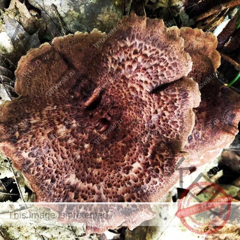 Ежовик шероховатый