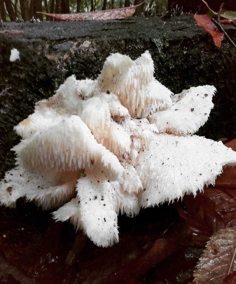 Гриб ежовик усиковый