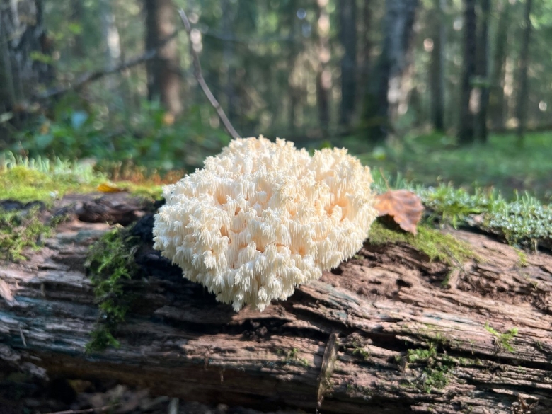 Ежовик коралловидный гериций