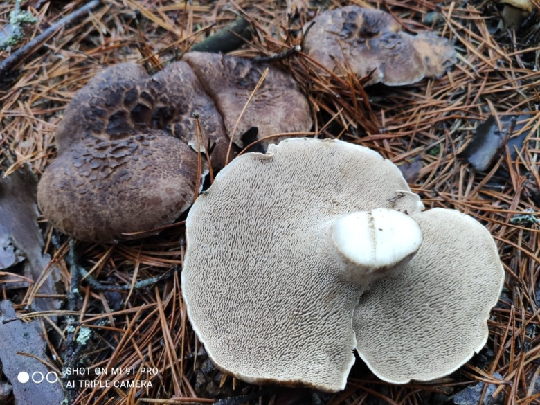 Ежовик пестрый гриб