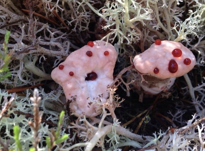 Гриб ежовик Дьявольский