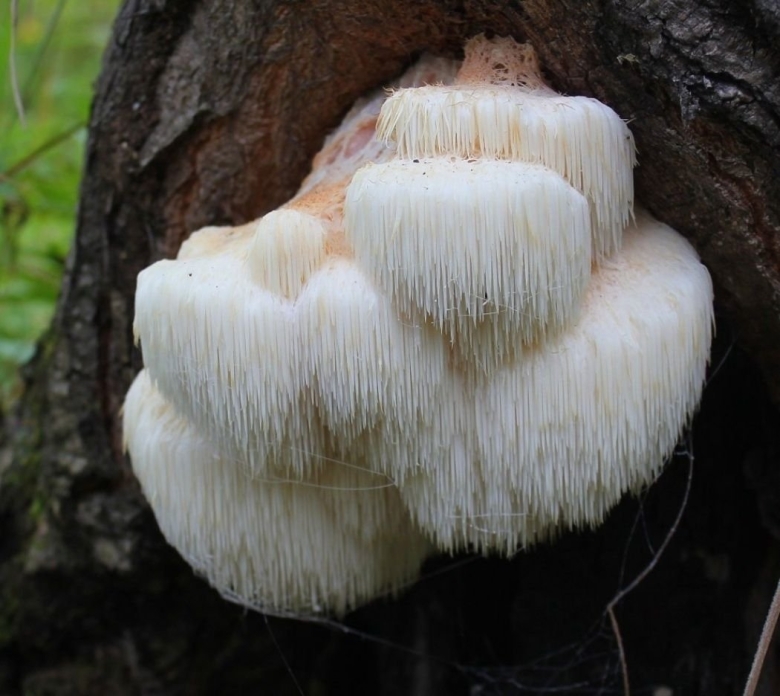 Ежовик гребенчатый гриб