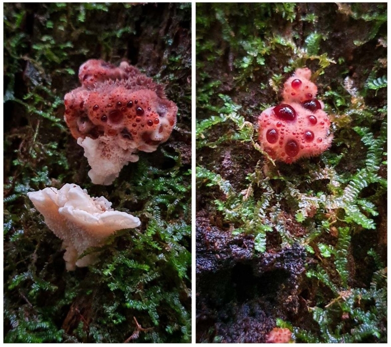 Ежовик кровоточащий гриб