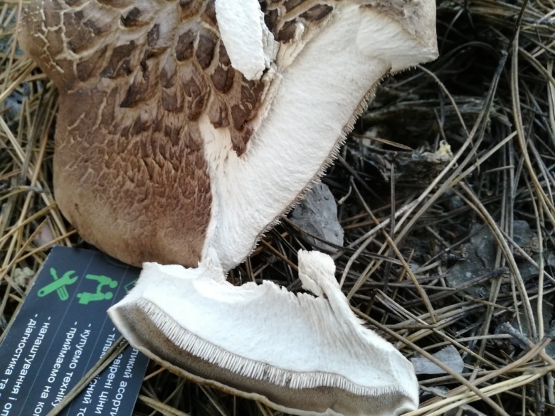 Ежовик чешуйчатый