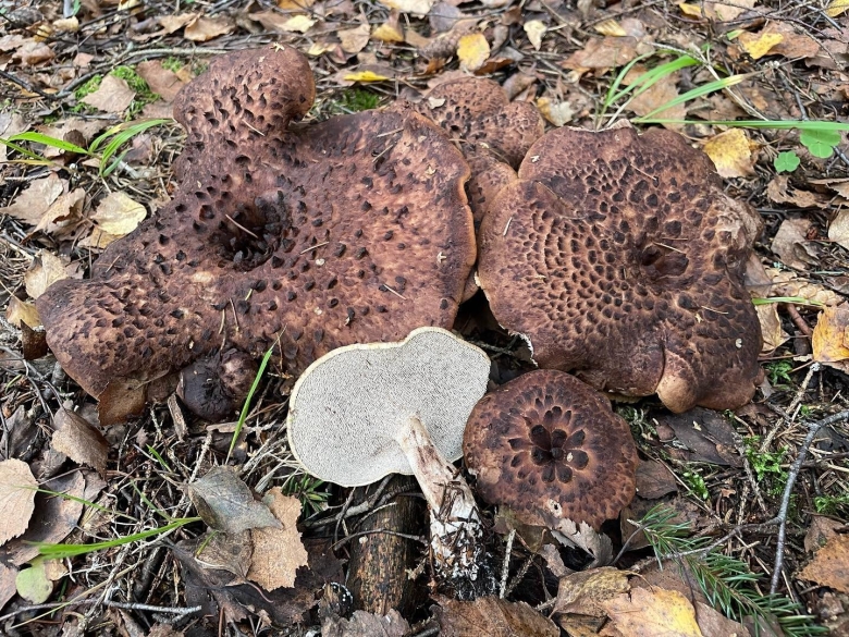 Ежовик обыкновенный