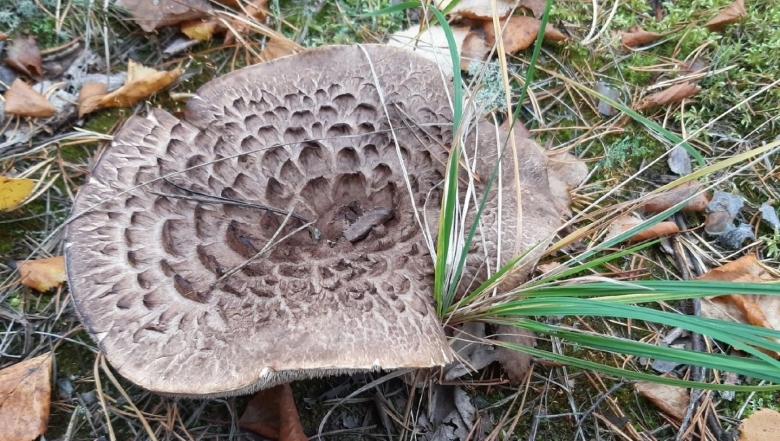 Гриб ежовик чешуйчатый