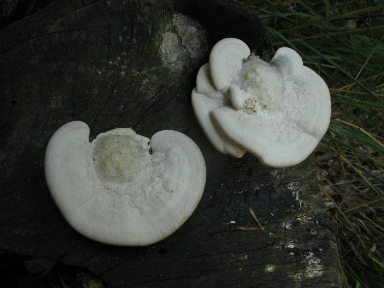 Трутовик горбатый