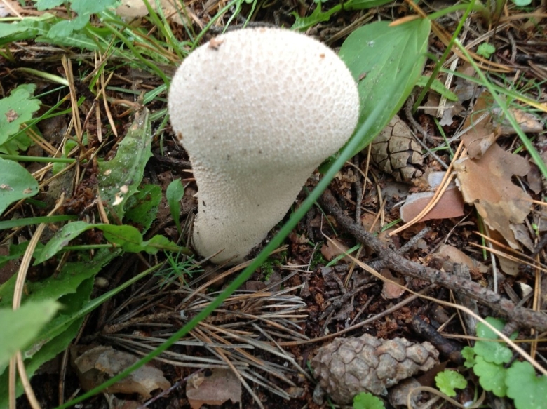 Ложнодождевик бородавчатый