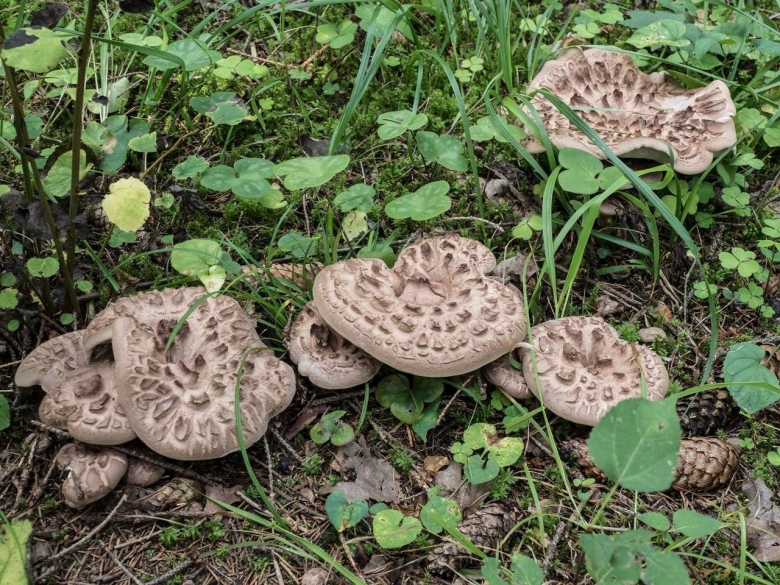 Гриб ежовик шероховатый