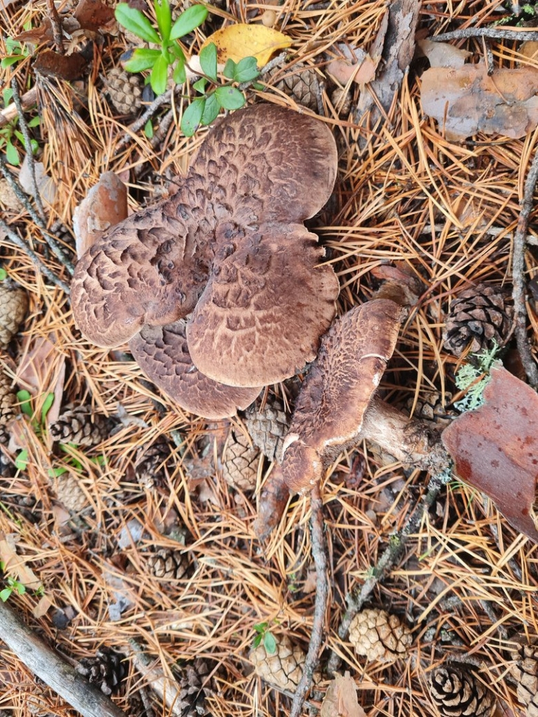 Ежовик пестрый