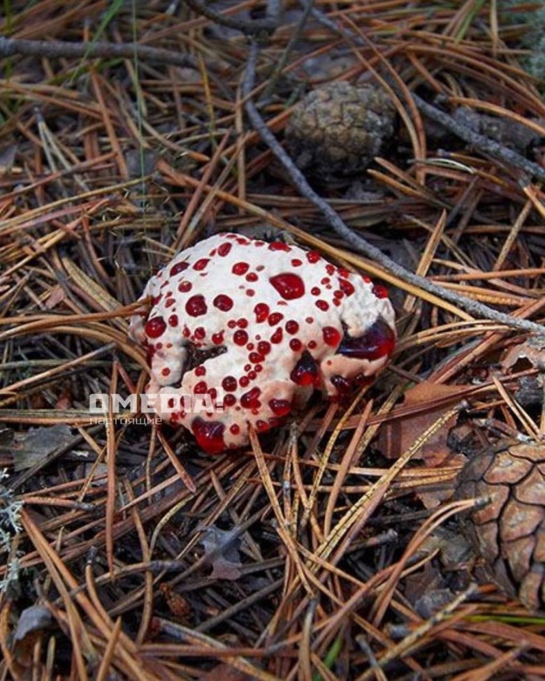 Какие грибы в Сургуте