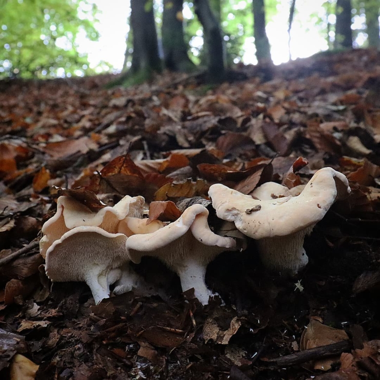 Ежовик желтый