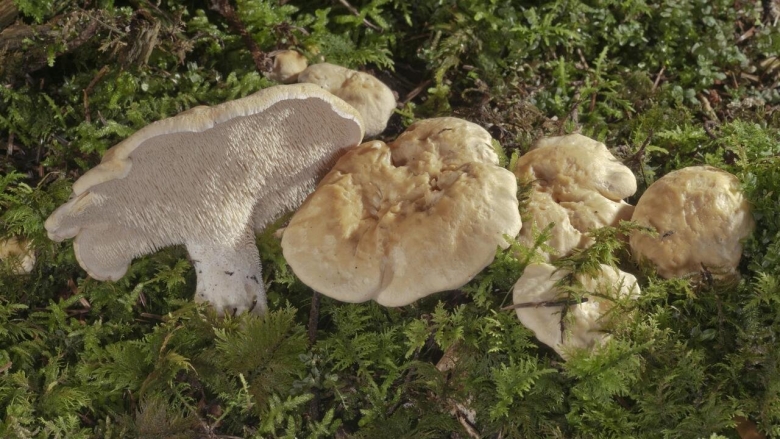 Гриб ежовик гребенчатый