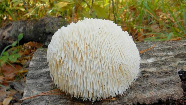 Ежевик коралловидный гриб