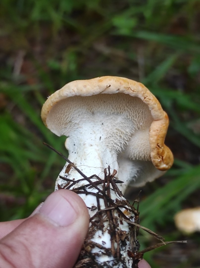 Ежовик жёлтый