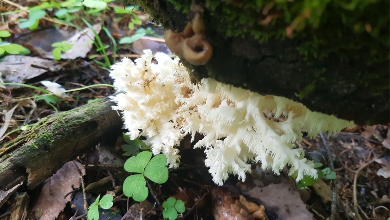 Гриб ежовик коралловидный