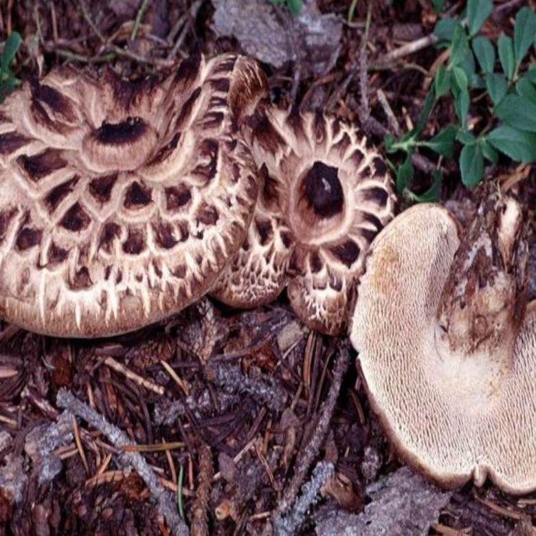 Ежовик пестрый гриб