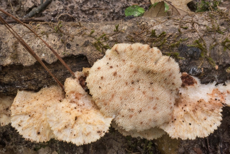 Climacodon pulcherrimus