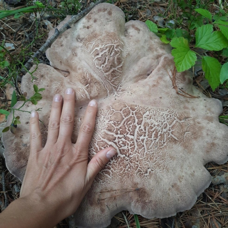 Гигантская ладонь на оорп безумная под кабардинкой