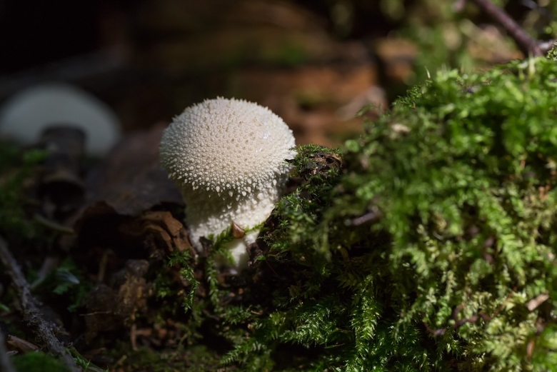 Грибы макромицеты Кавказского заповедника