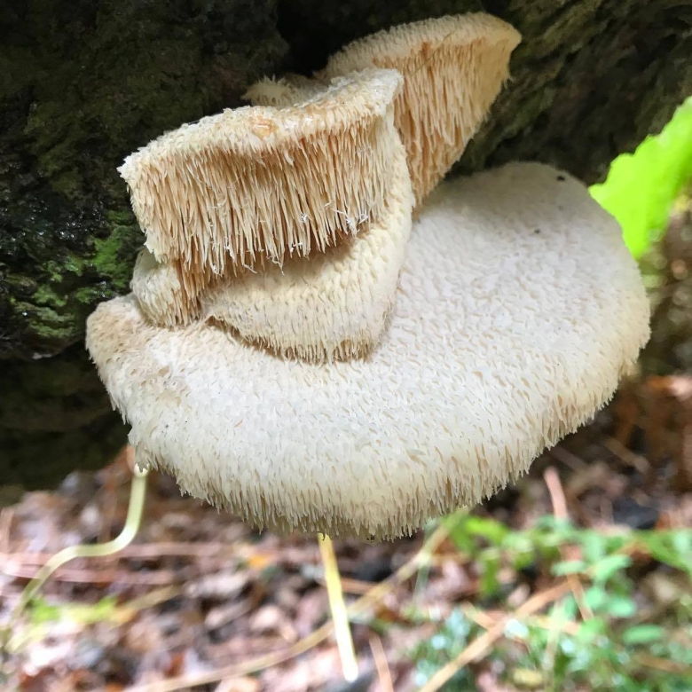 Ежевик гребенчатый гриб