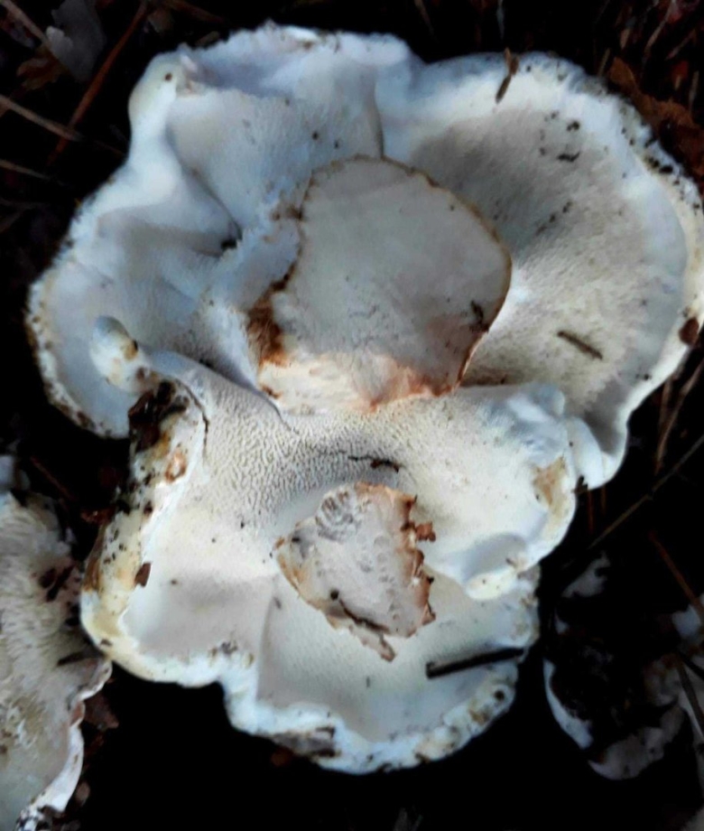 Ежовик дьявольский