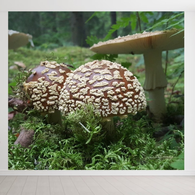 Мухомор Королевский