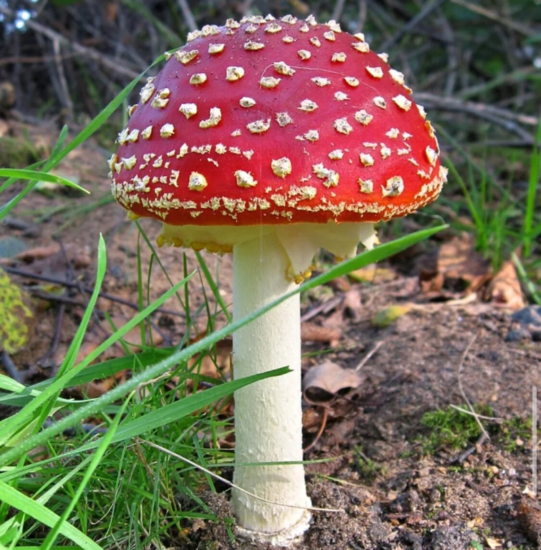 Мухомор Аманита Мускария