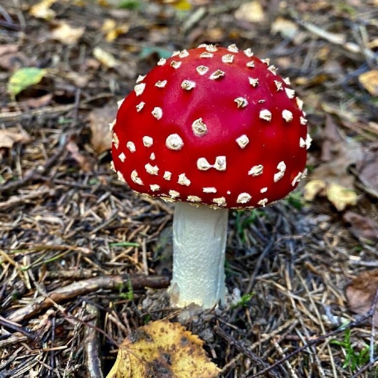 Мухомор красный