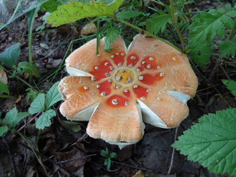 Королевский мухомор фото