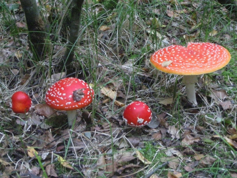 Несъедобные грибы Ленинградской