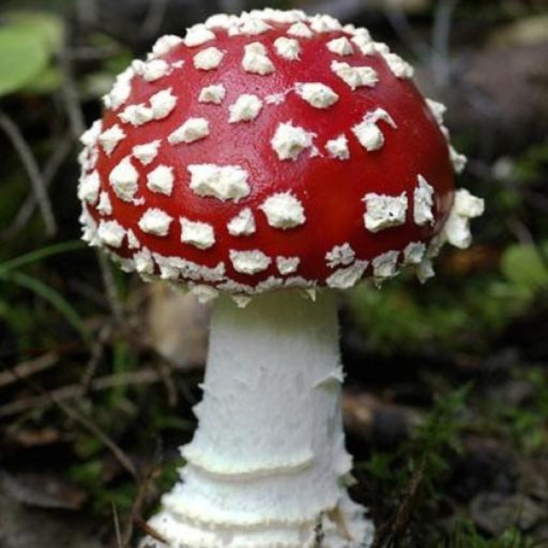 Пантерный мухомор синий