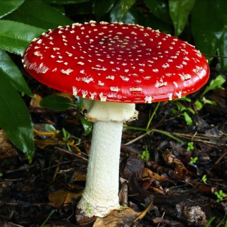 Мухомор аманита мускария