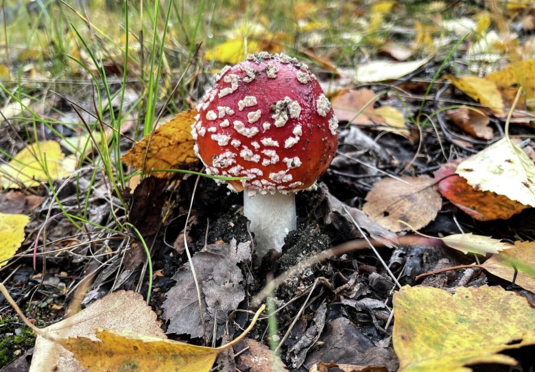 БАД на основе мухомора