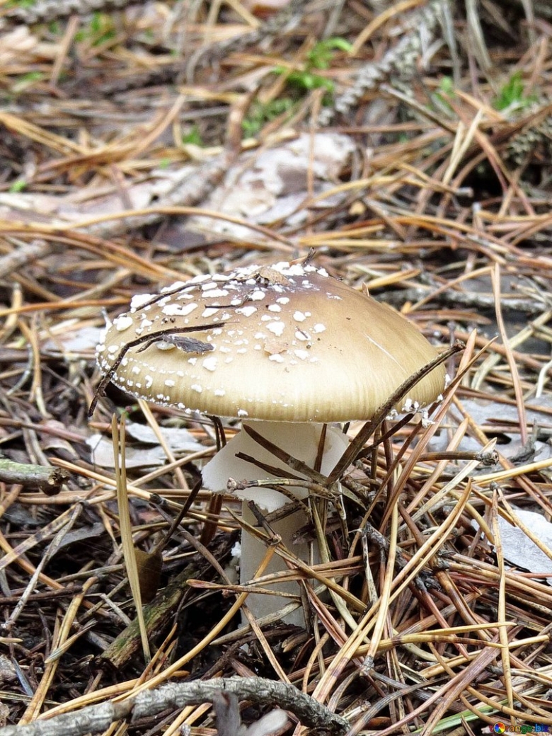 Виды поганок грибы